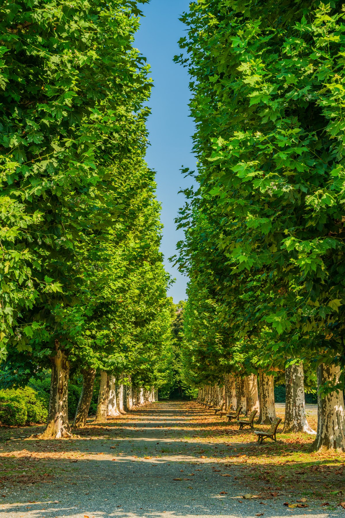 Green Promenade